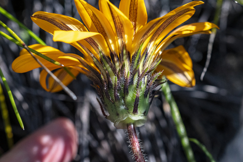Gazania ciliaris, photograph 2