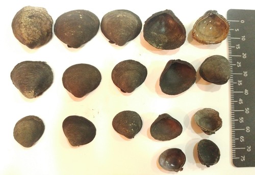 Toegeknepen korfmossel, נחל נעמן, ישראל, photo 5 of 10