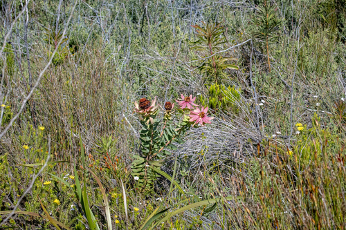 Leucadendron tinctum, photograph 6