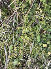 Leptostigma setulosum