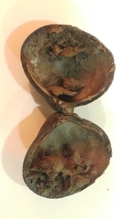 Corbicula fluminalis