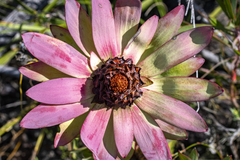 Leucadendron tinctum, photograph (c) magriet b, some rights reserved (CC BY-SA)