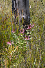 Leucadendron tinctum, photograph (c) magriet b, some rights reserved (CC BY-SA)