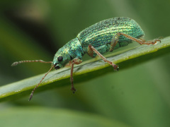 Polydrusus corruscus