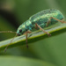 Polydrusus corruscus - Photo (c) Felix Riegel, some rights reserved (CC BY-NC), uploaded by Felix Riegel