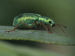 Polydrusus corruscus