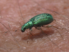 Polydrusus corruscus