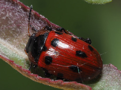 Gonioctena linnaeana