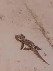 Lissotriton