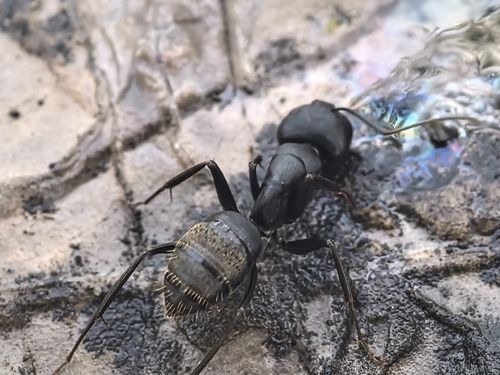 Japanese Carpenter Ant
