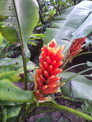 Musa coccinea