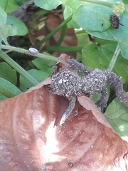 Lissotriton