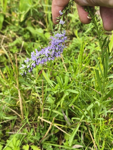 Veronica linariifolia observed 2026-08-15