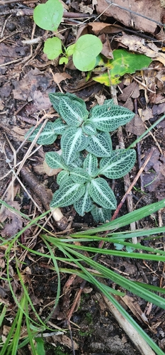 downy rattlesnake plantain