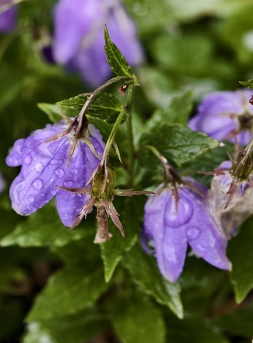 Adenophora morrisonensis observed 2026-08-18