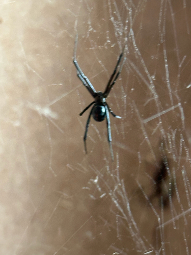 Western Black Widow