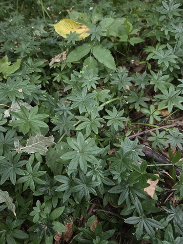 Наблюдение на iNaturalist