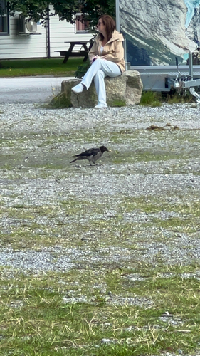 Hooded Crow