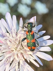 Trichodes affinis