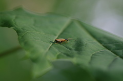Rhagonycha lignosa