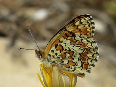 Melitaea phoebe