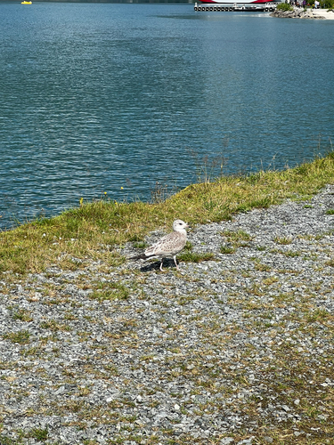 Common Gull
