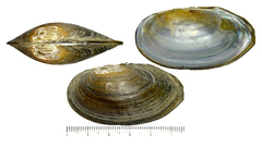 Buldowskia flavotincta