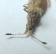 Spathocera lobata