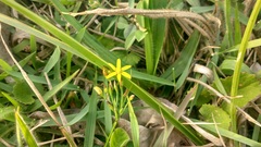 Sisyrinchium commutatum