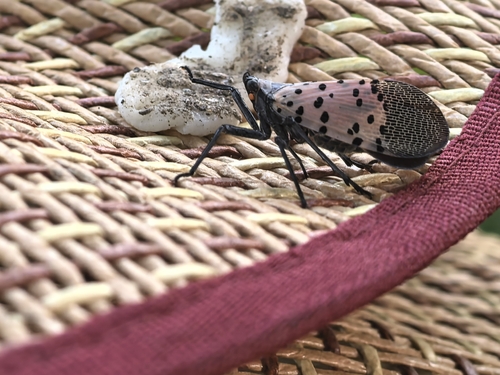 Spotted Lanternfly