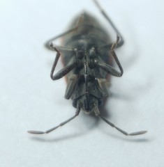 Melanocoryphus tristrami