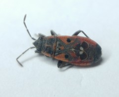 Melanocoryphus tristrami