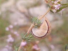 Pseudotachea splendida