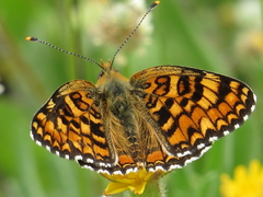 Melitaea phoebe