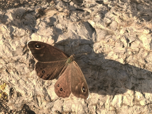 Lasiommata deidamia