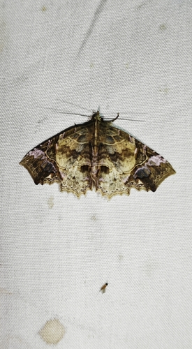Tamba diaphora