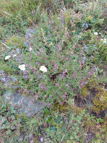 Teucrium orientale, photograph 4