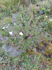 Teucrium orientale, photograph (c) Maria Kohanovskaya, some rights reserved (CC BY)