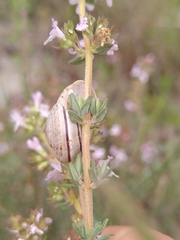 Pseudotachea splendida
