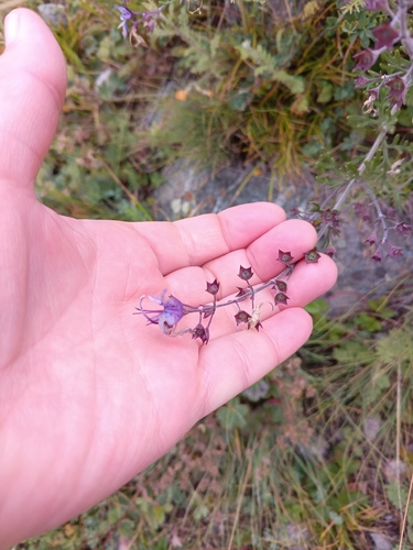 Teucrium orientale, photograph 5