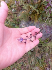 Teucrium orientale, photograph (c) Maria Kohanovskaya, some rights reserved (CC BY)