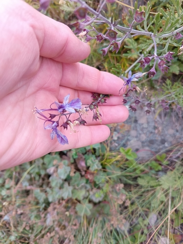 Teucrium orientale, photograph 6