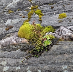 Saxifraga cotyledon
