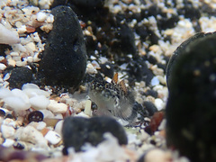 Bathygobius coalitus