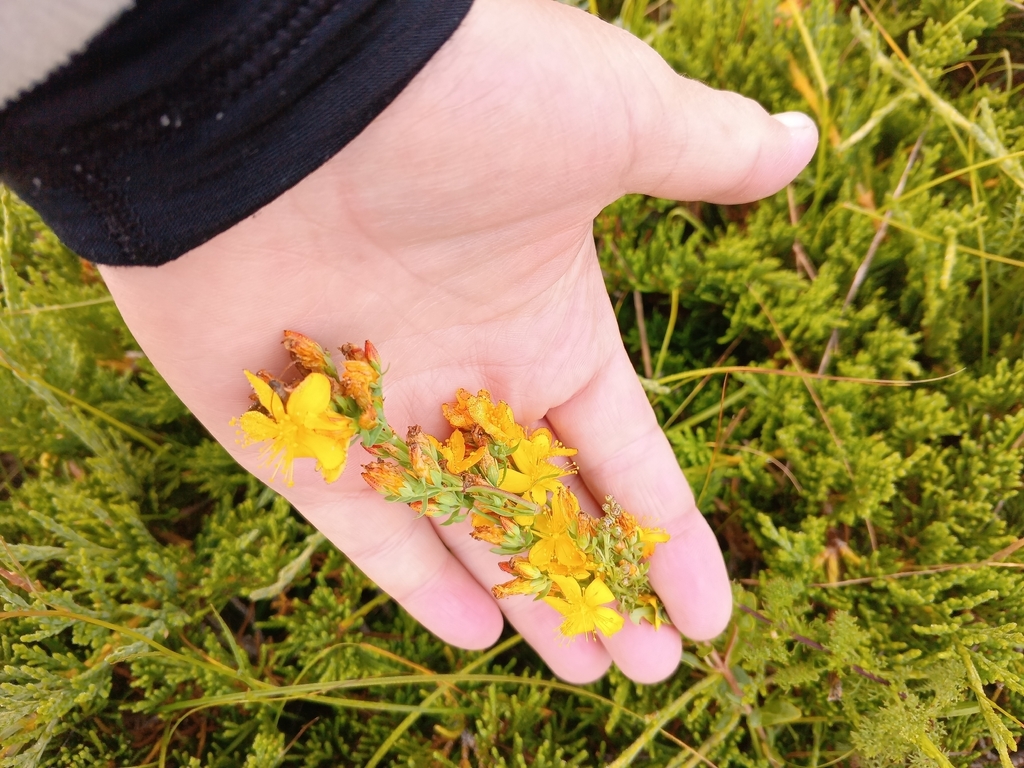 Hypericum linarioides; photograph (c) Maria Kohanovskaya, some rights reserved (CC BY)