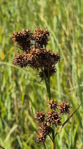Cladium mariscus, photograph 6