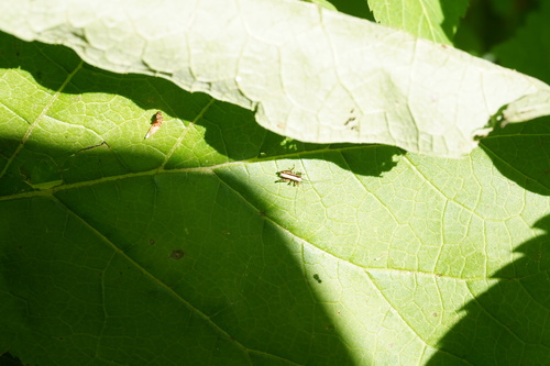 Dark Bush-cricket, Berg en Dal, Netherlands, photo 10 of 10