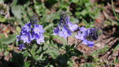 Veronica orsiniana