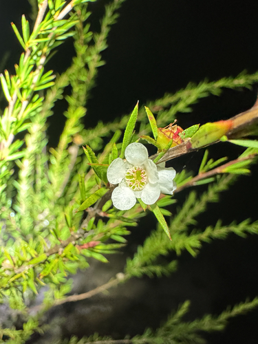 Leptospermum juniperinum observed 2026-08-18