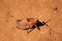 Lobosceliana